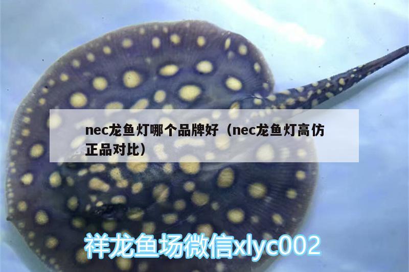 nec龙鱼灯哪个品牌好（nec龙鱼灯高仿正品对比） 广州龙鱼批发市场