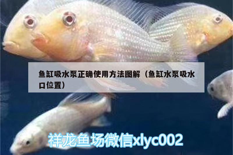 鱼缸吸水泵正确使用方法图解（鱼缸水泵吸水口位置）