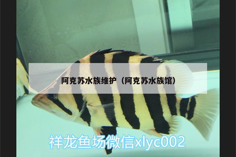 阿克苏水族维护（阿克苏水族馆）