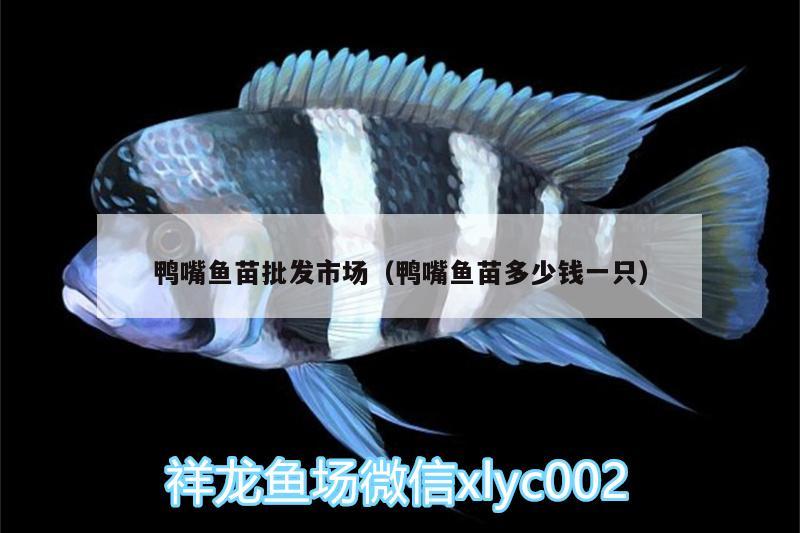 鸭嘴鱼苗批发市场（鸭嘴鱼苗多少钱一只） 祥龙龙鱼专用水族灯