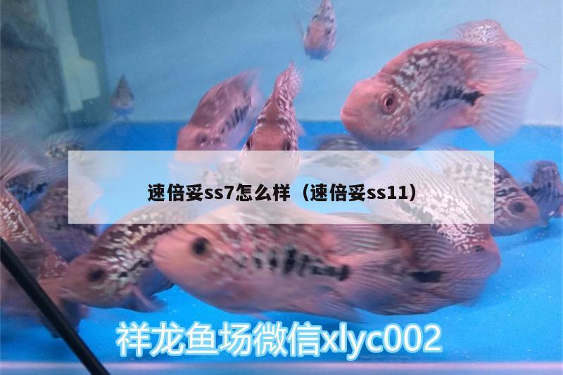 速倍妥ss7怎么样（速倍妥ss11）