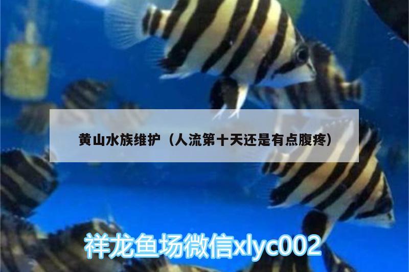 黄山水族维护（人流第十天还是有点腹疼）