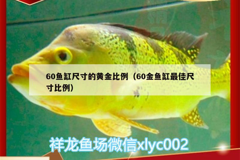 60鱼缸尺寸的黄金比例（60金鱼缸最佳尺寸比例）