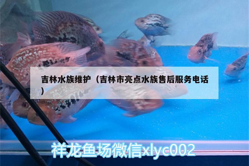 吉林水族维护（吉林市亮点水族售后服务电话）