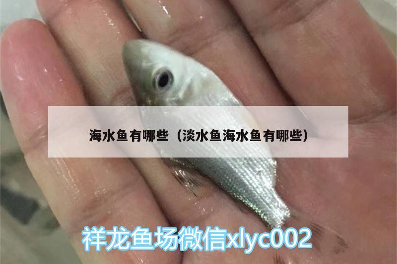 海水鱼有哪些（淡水鱼海水鱼有哪些） 海水鱼