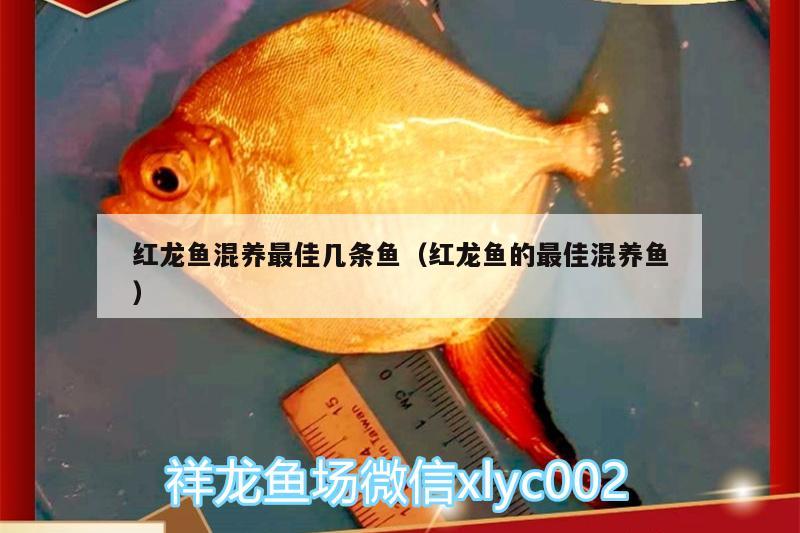 红龙鱼混养最佳几条鱼（红龙鱼的最佳混养鱼） 白条过背金龙鱼