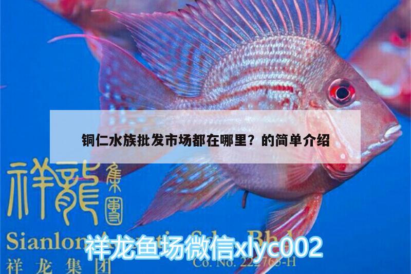 铜仁水族批发市场都在哪里？的简单介绍 观赏鱼水族批发市场