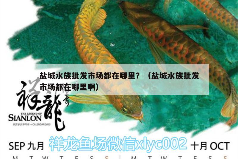 盐城水族批发市场都在哪里？（盐城水族批发市场都在哪里啊） 观赏鱼水族批发市场