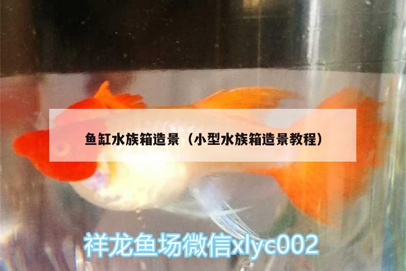 鱼缸水族箱造景（小型水族箱造景教程） 鱼缸/水族箱