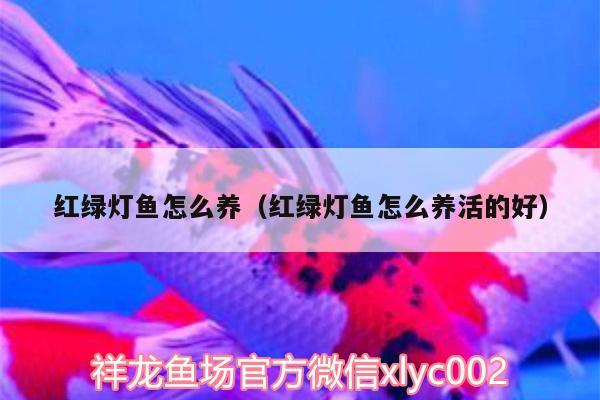 红绿灯鱼怎么养（红绿灯鱼怎么养活的好）