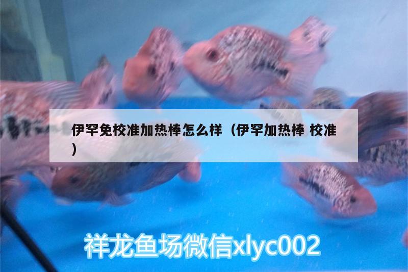 伊罕免校准加热棒怎么样（伊罕加热棒校准） 伊罕水族