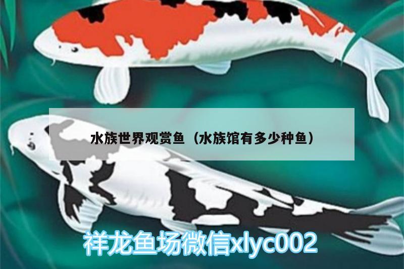 水族世界观赏鱼（水族馆有多少种鱼） 黑桃A鱼苗