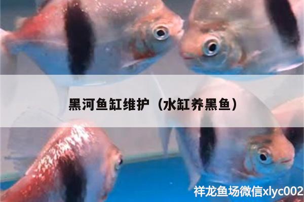 黑河鱼缸维护（水缸养黑鱼） 观赏鱼水族批发市场