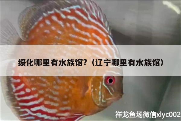 绥化哪里有水族馆?（辽宁哪里有水族馆）