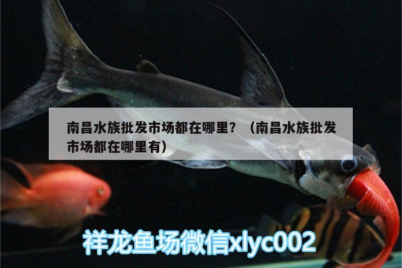 南昌水族批发市场都在哪里？（南昌水族批发市场都在哪里有）