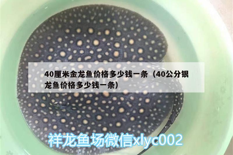 40厘米金龙鱼价格多少钱一条（40公分银龙鱼价格多少钱一条）