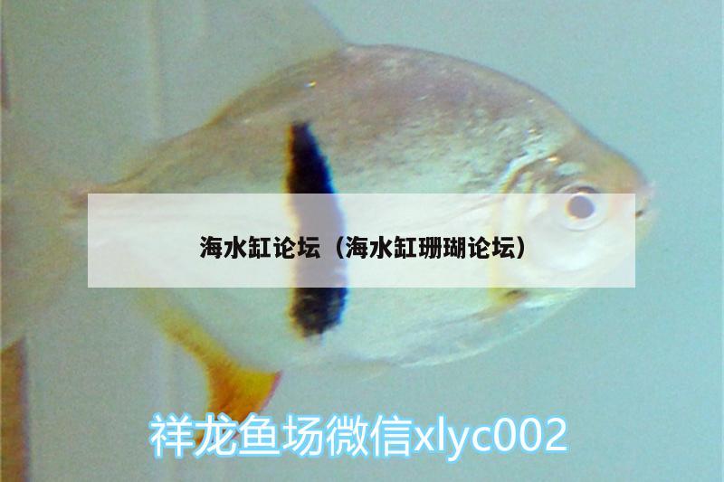 海水缸论坛（海水缸珊瑚论坛） 观赏鱼市场