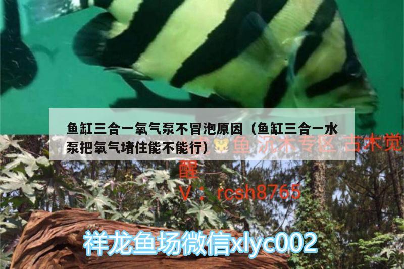 鱼缸三合一氧气泵不冒泡原因（鱼缸三合一水泵把氧气堵住能不能行） 梦幻雷龙鱼 第2张