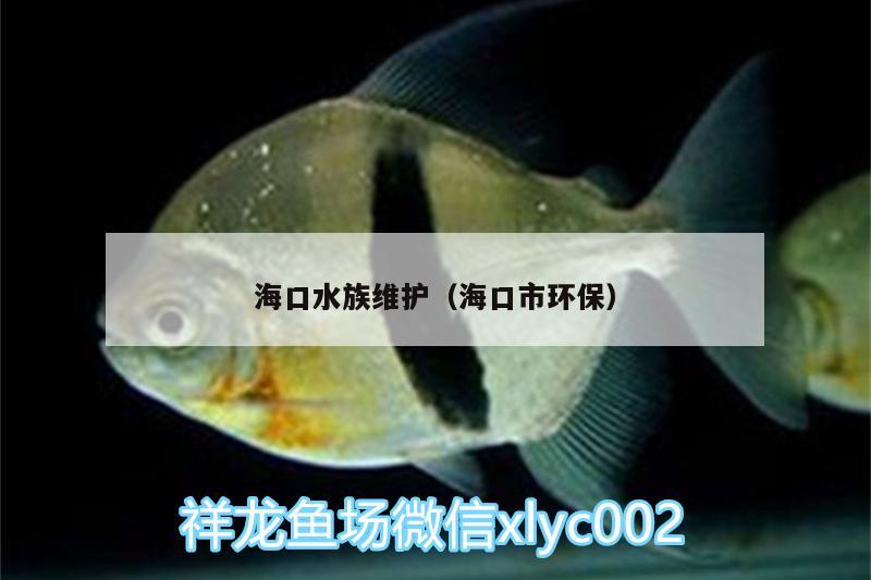 海口水族维护（海口市环保） 朱巴利鱼