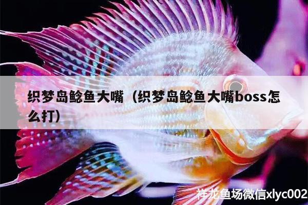 织梦岛鲶鱼大嘴（织梦岛鲶鱼大嘴boss怎么打）