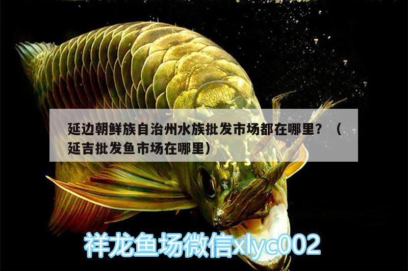 延边朝鲜族自治州水族批发市场都在哪里？（延吉批发鱼市场在哪里）