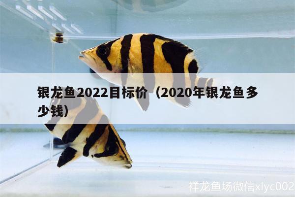 银龙鱼2022目标价（2020年银龙鱼多少钱）