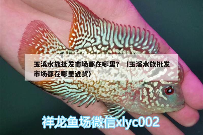 玉溪水族批发市场都在哪里？（玉溪水族批发市场都在哪里进货） 观赏鱼水族批发市场