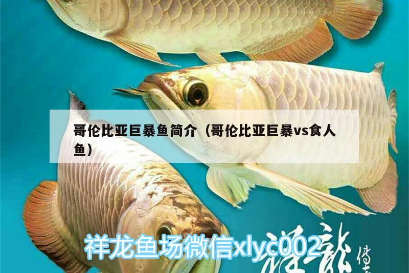 哥伦比亚巨暴鱼简介（哥伦比亚巨暴vs食人鱼） 食人鱼（水虎）