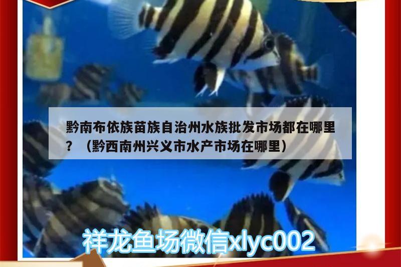 黔南布依族苗族自治州水族批发市场都在哪里？（黔西南州兴义市水产市场在哪里） 观赏鱼水族批发市场