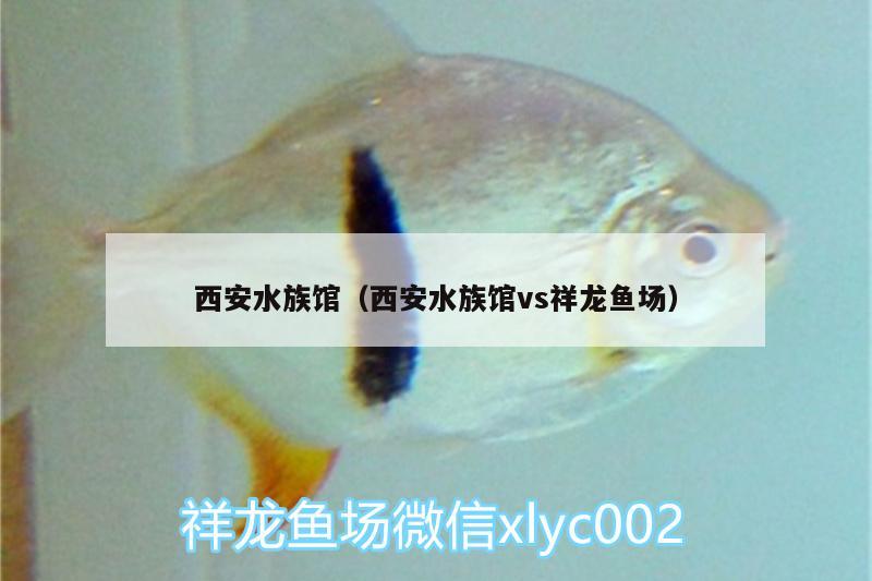 西安水族馆（西安水族馆vs祥龙鱼场） 祥龙鱼场