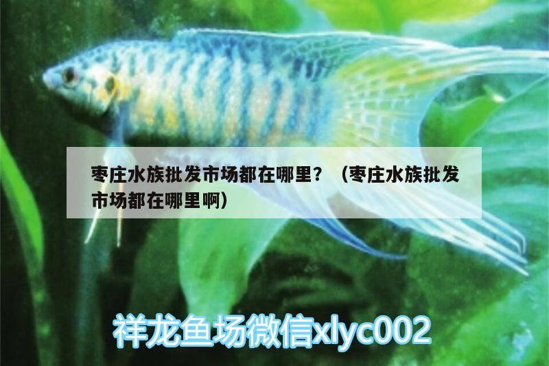 枣庄水族批发市场都在哪里？（枣庄水族批发市场都在哪里啊）