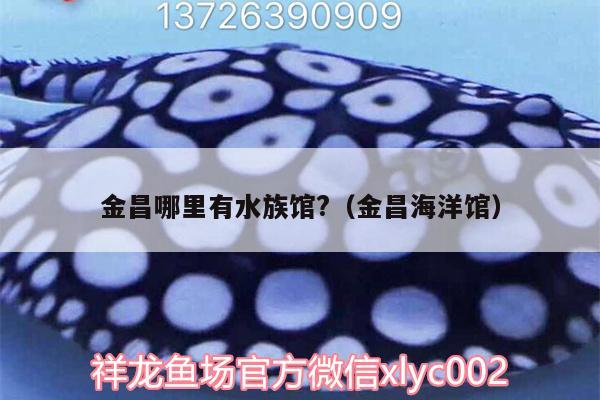 金昌哪里有水族馆?（金昌海洋馆） 祥龙超血红龙鱼