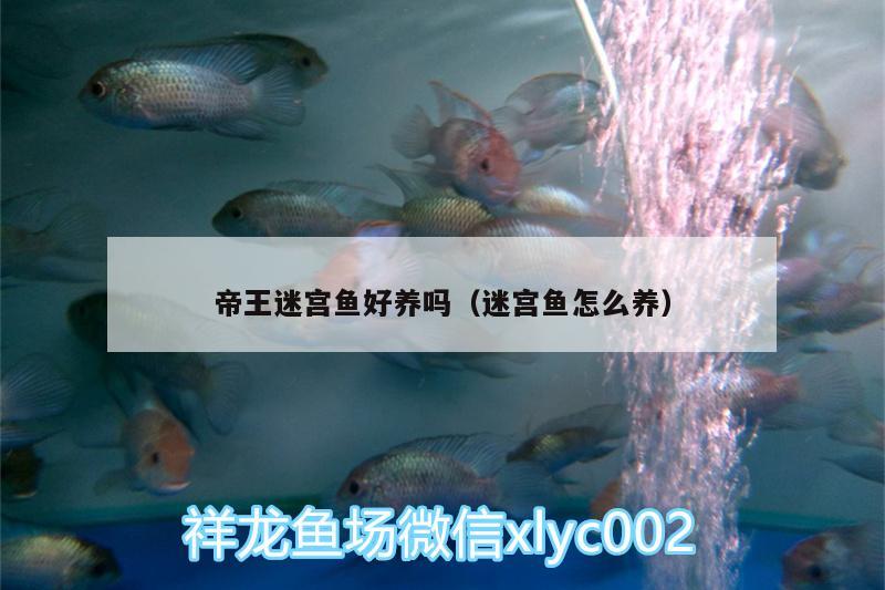 帝王迷宫鱼好养吗（迷宫鱼怎么养） 帝王迷宫