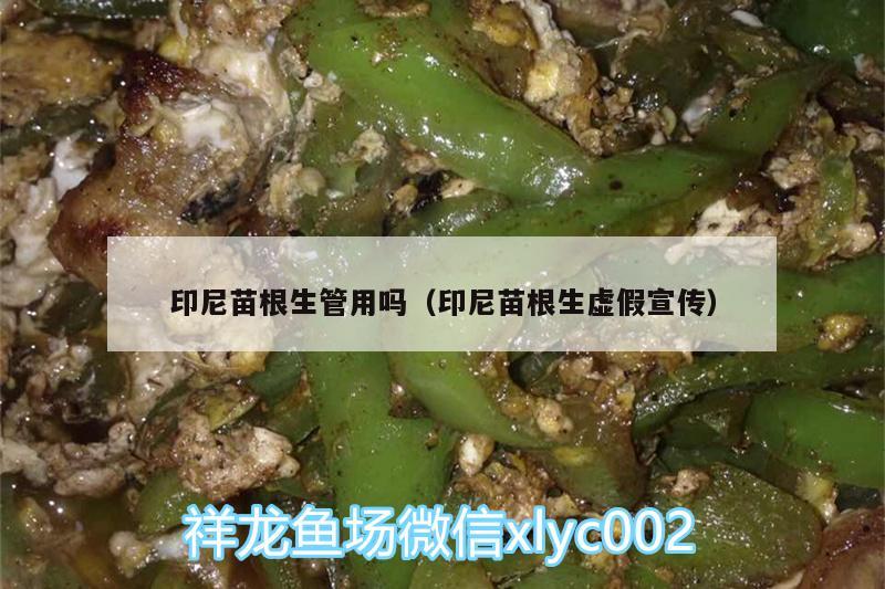 印尼苗根生管用吗（印尼苗根生虚假宣传） 细线银版鱼