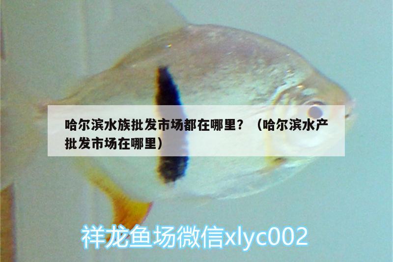 哈尔滨水族批发市场都在哪里？（哈尔滨水产批发市场在哪里）