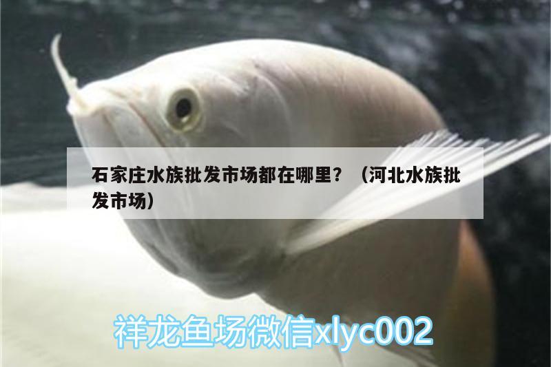 石家庄水族批发市场都在哪里？（河北水族批发市场） 观赏鱼水族批发市场