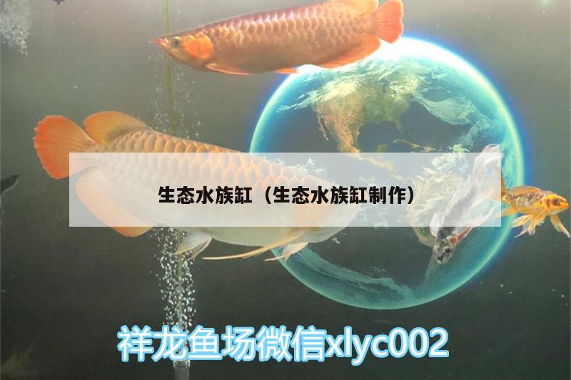 生态水族缸（生态水族缸制作） 海象鱼