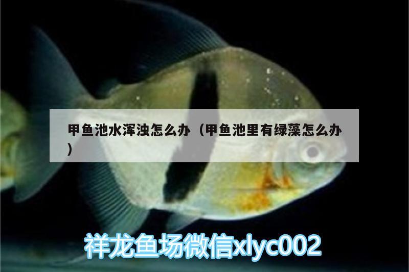 甲鱼池水浑浊怎么办（甲鱼池里有绿藻怎么办） 龙鱼专用灯 第2张