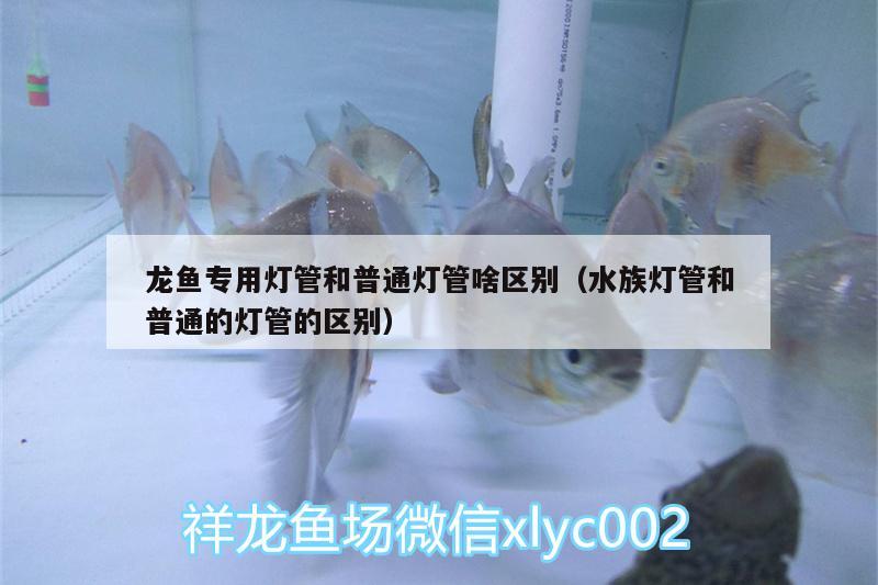 龙鱼专用灯管和普通灯管啥区别（水族灯管和普通的灯管的区别）