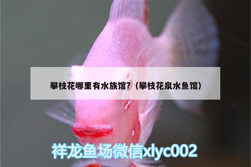 攀枝花哪里有水族馆?（攀枝花泉水鱼馆）