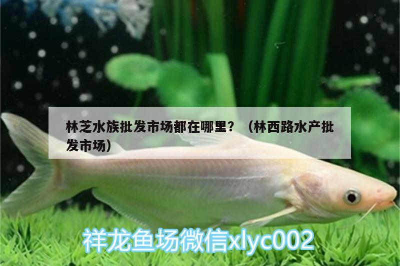 林芝水族批发市场都在哪里？（林西路水产批发市场） 观赏鱼水族批发市场