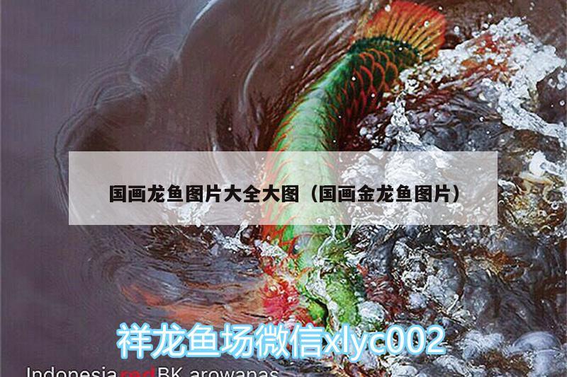 国画龙鱼图片大全大图（国画金龙鱼图片） 祥龙鱼场品牌产品