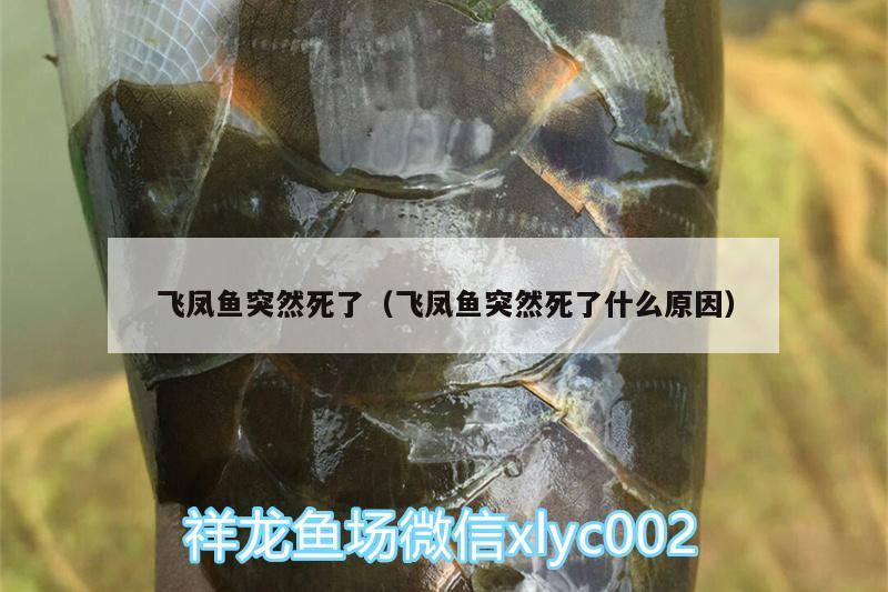 飞凤鱼突然死了（飞凤鱼突然死了什么原因）