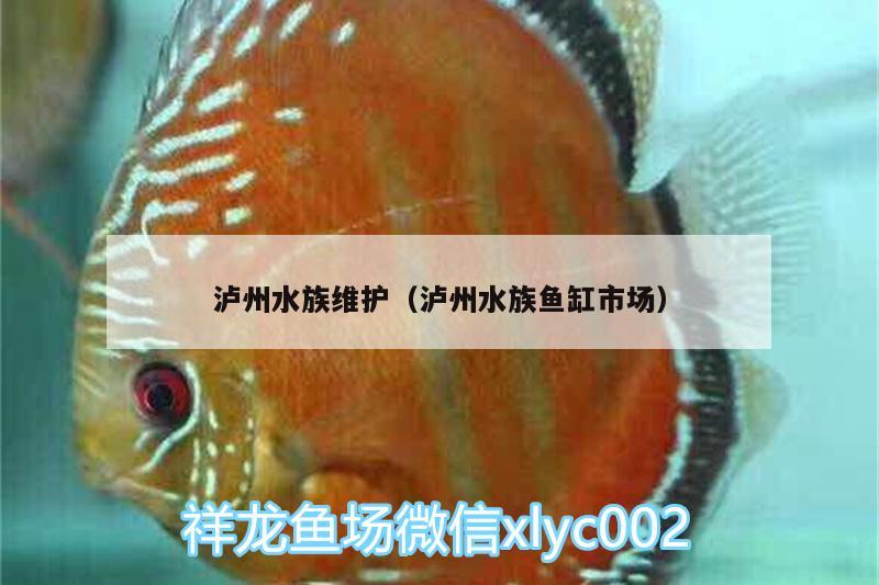 泸州水族维护（泸州水族鱼缸市场） 银古鱼苗 第3张