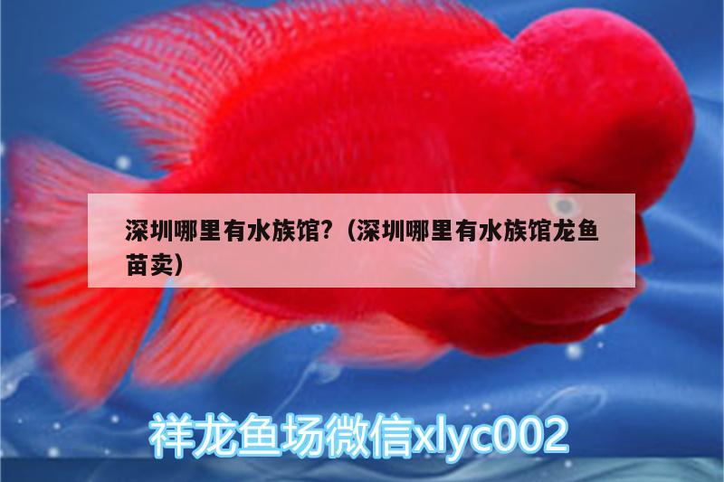 深圳哪里有水族馆?（深圳哪里有水族馆龙鱼苗卖）