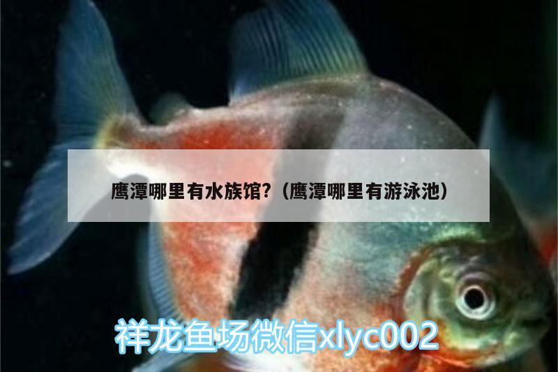 鹰潭哪里有水族馆?（鹰潭哪里有游泳池） 喂食器