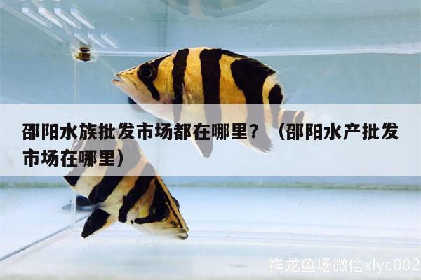 邵阳水族批发市场都在哪里？（邵阳水产批发市场在哪里） 观赏鱼水族批发市场