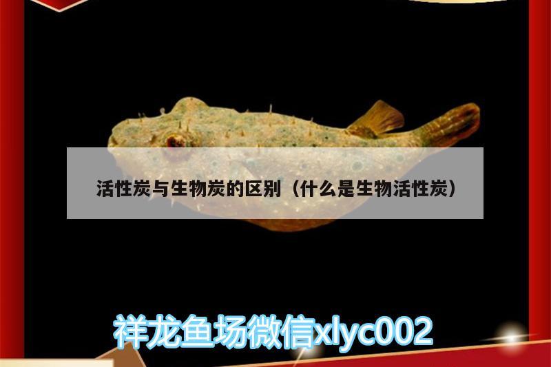 活性炭与生物炭的区别（什么是生物活性炭） 过背金龙鱼