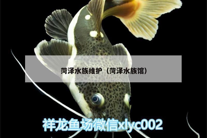 菏泽水族维护（菏泽水族馆） 女王大帆鱼