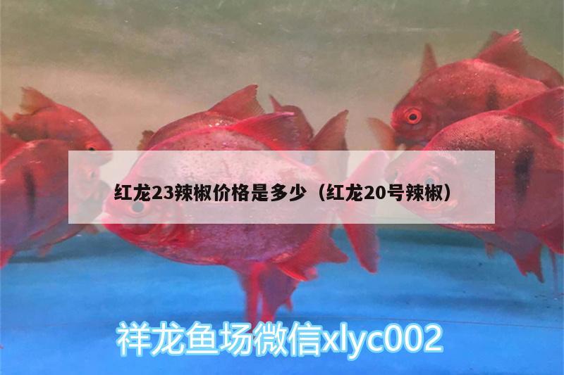 红龙23辣椒价格是多少（红龙20号辣椒）